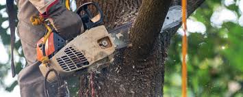 Best Tree Risk Assessment  in Orange, OH