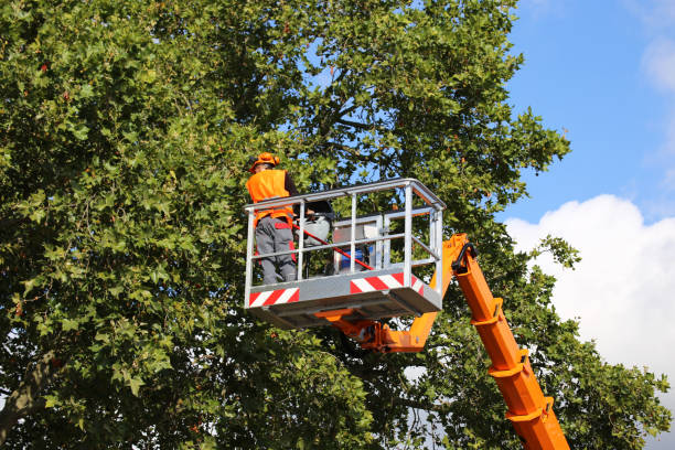 Reliable Orange, OH Tree Removal Solutions